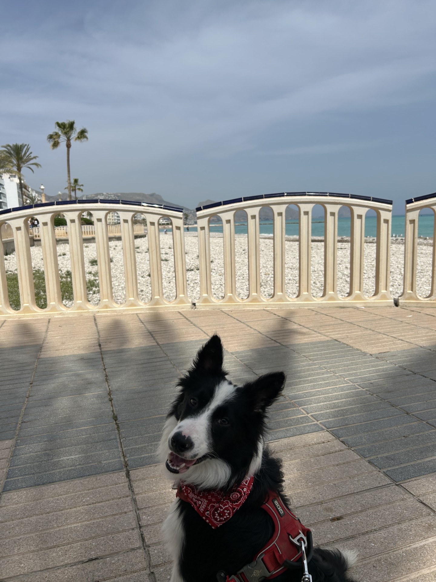 Border Collie joven en adopción responsable 